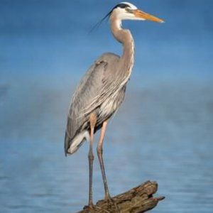 Meet the Poshmarker: Lilly B